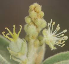 Image result for Croton polytrichus