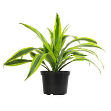 Image result for Dracaena steudneri
