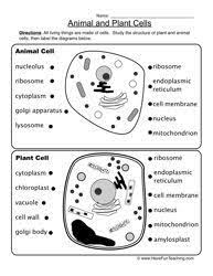 Animal Plant Cells Worksheet Cells Worksheet Plant And Animal Cells Plant Cells Worksheet