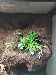 Image result for Actiniopteris radiata