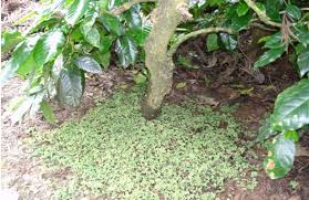 Image result for Azolla