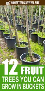 12 Fruit Trees You Can Grow In Buckets Homestead Survival Site Growing Fruit Trees Fruit Trees In Containers Fruit Garden