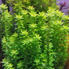 Image result for Limnophila fluviatilis