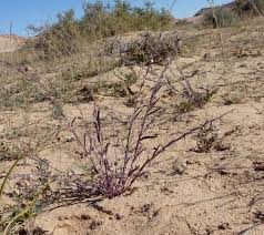Image result for Polygala erioptera