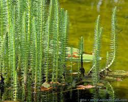 Grand choix, promos permanentes et livraison rapide partout en france. Plantes Oxygenantes Definition Quand Comment Lesquelles