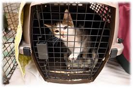 Free spay and neuter for stray cats near me. Cornell Maddie S Shelter Medicine Program Helps Local Cats And Community Through Spay Neuter Clinics Cornell University College Of Veterinary Medicine
