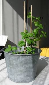 Which makes it a great choice if you're living in an apartment or don't have an. Pin By Kimberly Neal On Self Sufficiency Growing Mint Mint Plants Grow Mint