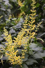 Salvia Madrensis Red Neck Girl Salvia Salvia Plants Pollinator Plants