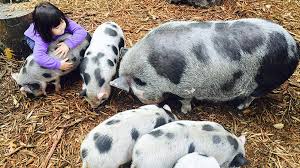 At the peaceable kingdom petting zoo, we come to you! Best Seattle Area Farms And Petting Zoos For Springtime Fun With Kids Parentmap
