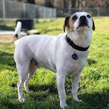 Neither breed is prone to many health issues, extending their lifespans compared to other dogs. Terrier Beagle Mix Facts