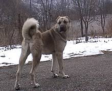 Armenian Gampr Dog Wikipedia