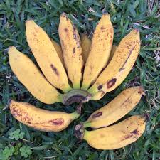 • rezeki hasil kelapa more. Going Absolutely Bananas Free Malaysia Today Fmt