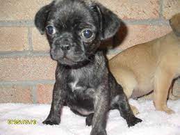 And pdwra in the u.k. French Bulldog Pug Mix Puppies