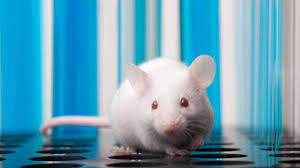 Dirty Mice May Be Better Models Of Human Biology