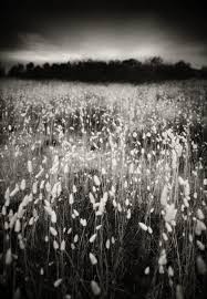 Check spelling or type a new query. Lagurus Ovatus Field By Denis Olivier Photography Film 24x36 35mm Art Limited