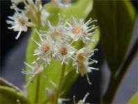 Image result for Terminalia boivinii