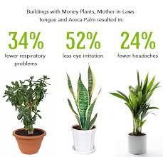 Best Plants To Clean The Air Hydroponicgardening Plants Best Indoor Plants Desk Plants