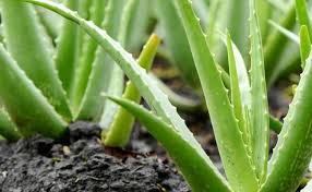 Jenis tumbuhan herba dan nama saintifik. 10 Cara Menanam Tanaman Obat Keluarga Dengan Mudah