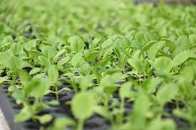 Jun 19, 2021 · dan kini porang juga dapat digalakan pengembangannya. Dishut Jambi Bagikan Ratusan Bibit Tanaman Gratis Republika Online