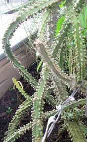 Image result for Adenia lobata