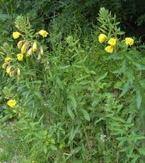 Pin On Medicine Herbs