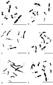 Human chromosomes, male vs female karyotype, illustration. Karyotype Differentiation And Reproductive Isolation Among Natural Populations Of Drosophila Lacertosa Cell Research