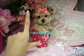 We did not find results for: Teacup Puppies Florida Teacup Puppies For Sale Florida Florida Teacup Puppies