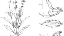 Image result for Coleochloa