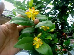 Image result for Ochna kirkii