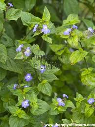 Image result for Browallia americana