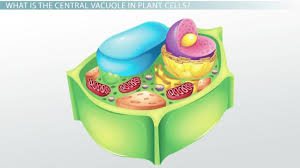 Cytoplasmic streaming circulates the chloroplasts around the central vacuoles in plant cells. Central Vacuole In Plant Cells Definition Function Video Lesson Transcript Study Com