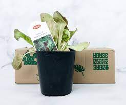 House Plant Box June 2020 Subscription Box Review Plant Box House Plants Fertilizer For Plants