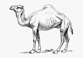 Fotosearch enhanced rf royalty free. Camel Clipart Sketch Camel In Black And White Free Transparent Clipart Clipartkey