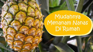 Di zona 9 atau di bawah, mulai dalam pot dan kemudian transplantasi. Cara Mudah Menanam Nanas Untuk Kegiatan Dirumah Saja Genagraris Id Inspirasi Edukasi Agribisnis