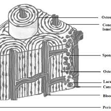 The compact bone is made up of osteon. Cross Section Of Human Bone Morphology 19 Download Scientific Diagram