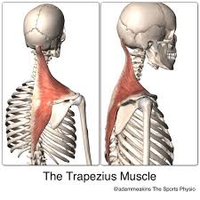 The organ you describe is probably a kidney, but you can experience pain in that area coming from a number of different organs, including liver, stoma. The Upper Traps Over Assessed Over Blamed Very Misunderstood Physiotutors