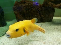 There are more than 120 different species of puffer fish, said kristin claricoates, dvm at chicago exotics animal hospital. Golden Dog Face Puffer Oscar Fish Cool Fish Marine Fish
