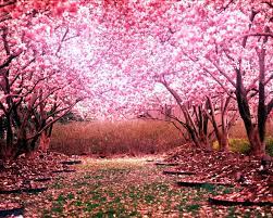 Cherry Blossom Landscape Wallpaper Cherry Blossom Wallpaper Cherry Blossom Background Spring Wallpaper