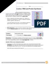 Prior knowledge questions (do these before using the gizmo. Rna Protein Synthesis Gizmo Translation Biology Rna