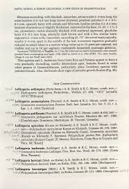 Image result for Lellingeria oosora