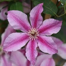 Клематис группы жакмана (clematis jackmanii). Clematis Costa Farms