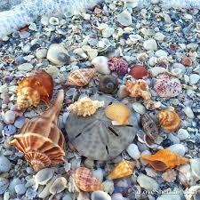 bowmans beach shells on sanibel island sanibel island