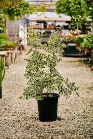 Image result for Ficus triangularis