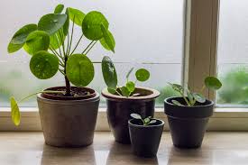 Feb 15, 2021 · keep reading to learn more about growing a chinese money plant and pilea plant care. Pilea An Diesem Standort Fuhlt Sich Die Ufopflanze Wohl