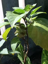 Belum tepat mngenai gambaran dan penjelasan tentang kecubung.wilayah asal yang menjadi sumber tanaman ini tidak dapat diketahui secara pasti. Cerita Si Bunga Kecubung Bunga Yang Ada Manfaat Karya Husein