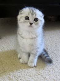 Scottish Fold Kittens For Sale 3 White Kittens 1boy And 1girl Scottish More Scottish Fold Cat Breeds At Catsi Cat Scottish Fold Scottish Fold Kittens Cats
