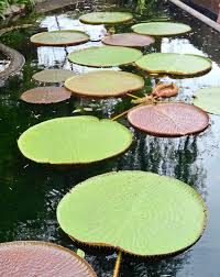 From hulu selangor up north to kuala langat down south, there is always something or somewhere in selangor to experience, explore and enjoy. What To Do At Secret Garden In Selangor The Star