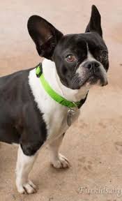 Due to their uneven weight distribution, french bulldogs should not be allowed to swim. Boston Terrier Puppies For Adoption In Michigan Pets Lovers