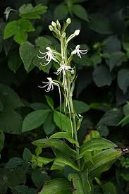 Image result for Habenaria microsaccus