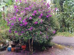 Image result for Melastomastrum